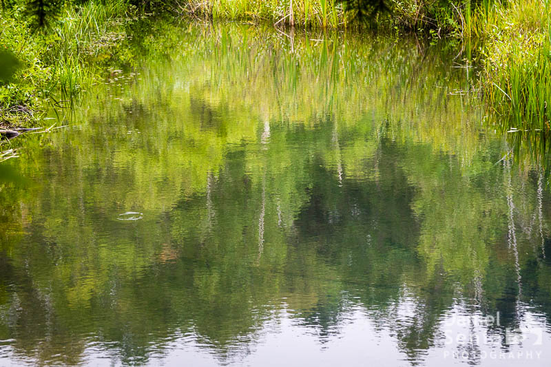 Late Summer Reflection