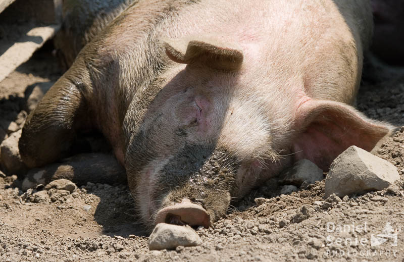 Happy as a Pig In Mud